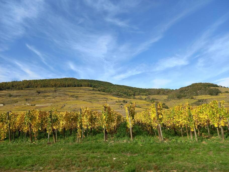 S'Gleina Gleck, In The Heart Of A Wine City, Charmant Studio 1 Piece Et 1 Salle De Bain Kaysersberg-Vignoble Eksteriør bilde